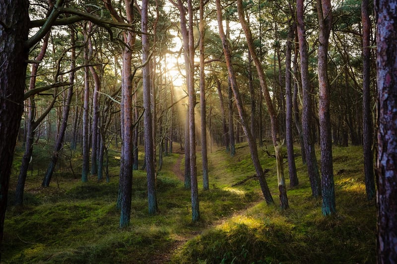 Forest Clearing Wedding Venue