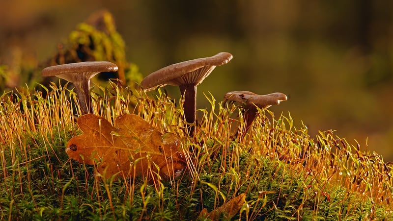 Mossy Forest Scene